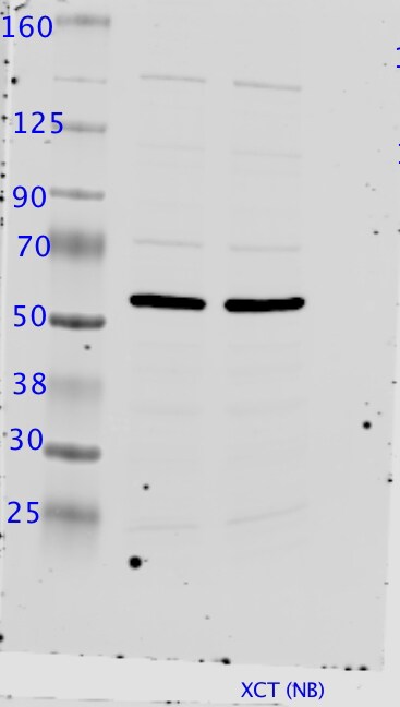 xCT Antibody - BSA Free NB300-318