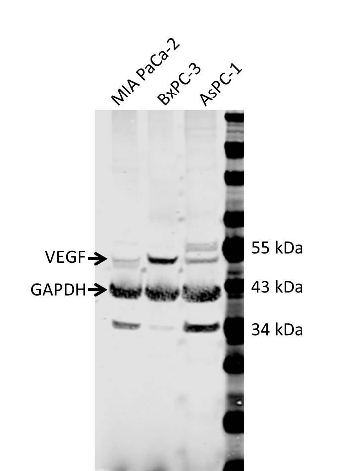GAPDH Antibody NB300-325