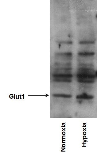 Glut1 Antibody NB300-666