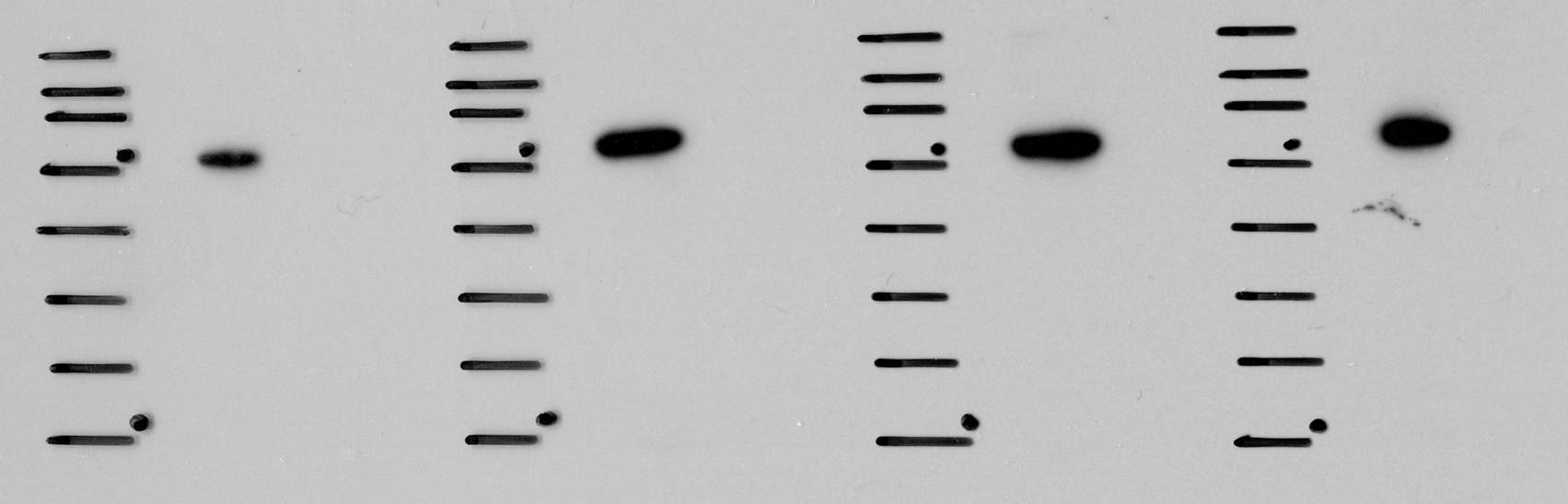 DNCIC1 Antibody (74.1) NB300-726