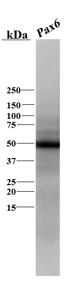 Pax6 Antibody NB300-750