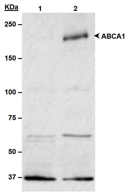 ABCA1 Antibody - BSA Free NB400-105