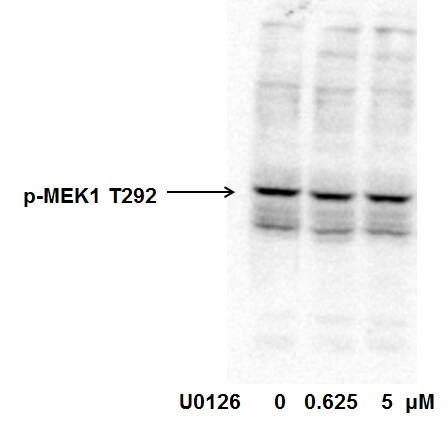 MEK1 [p Thr292] Antibody - Azide Free NB500-145