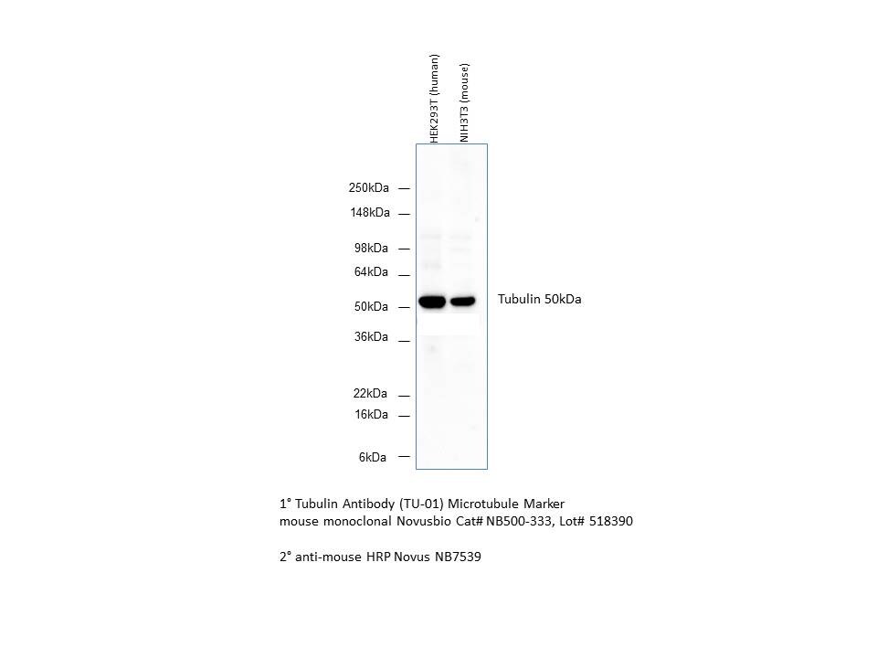 alpha Tubulin Antibody (TU-01) - BSA Free NB500-333