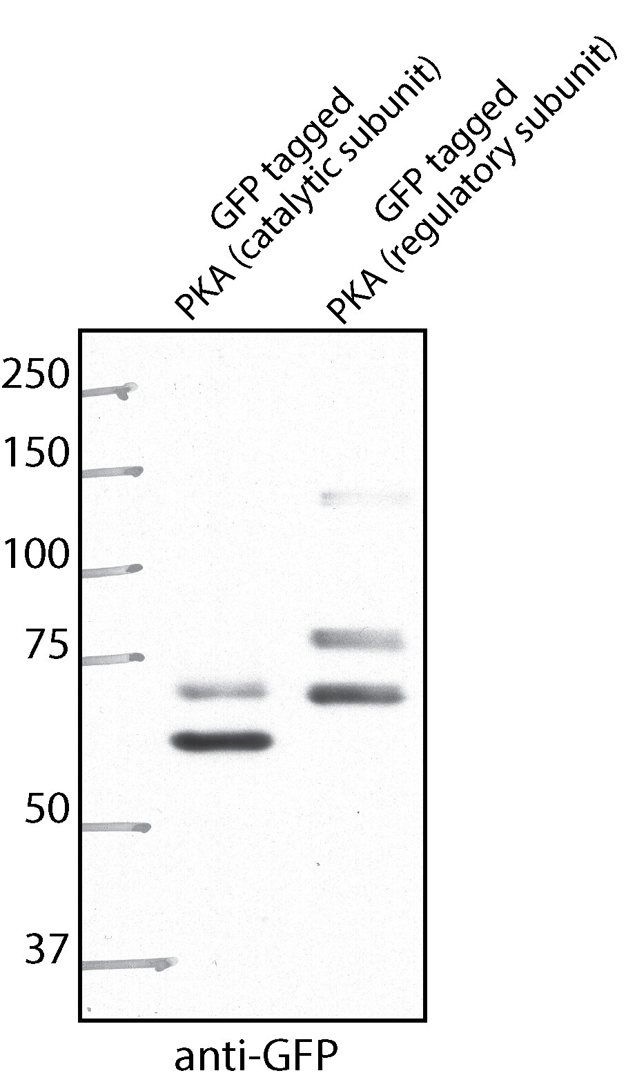 GFP Antibody - BSA Free NB600-308