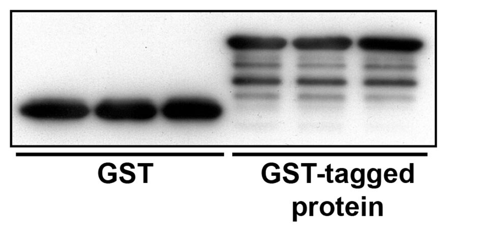 GST Epitope Tag Antibody - BSA Free NB600-326