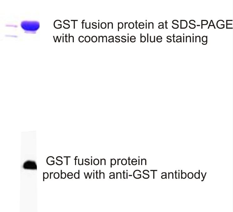 GST Epitope Tag Antibody - BSA Free NB600-326