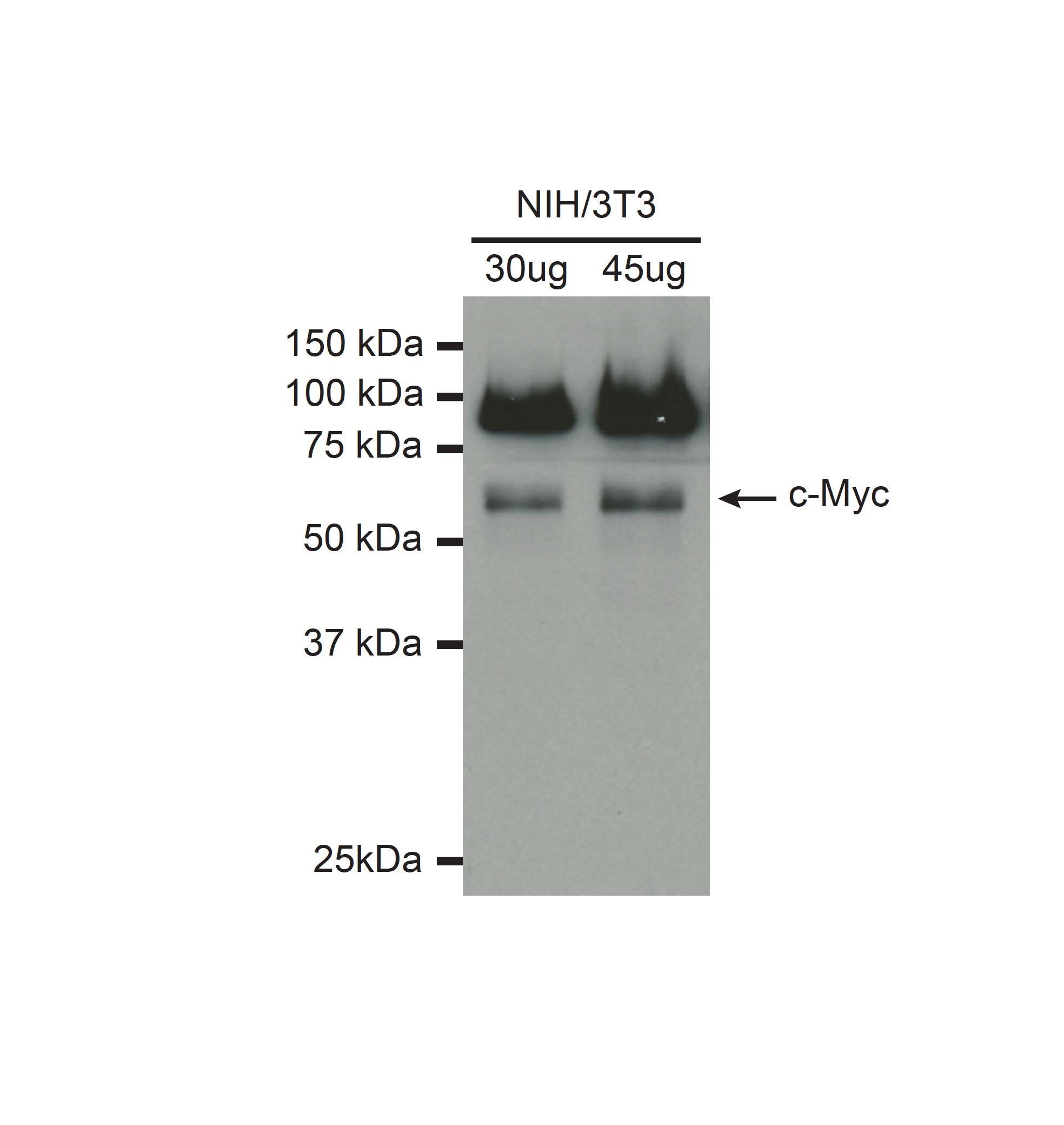 c-Myc Antibody [HRP] NB600-336H