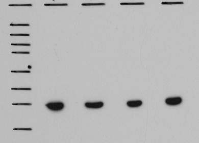 beta-Actin Antibody (AC-15) NB600-501