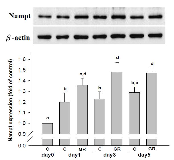 beta-Actin Antibody (AC-15) NB600-501