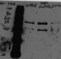 beta-Actin Antibody - BSA Free NB600-532