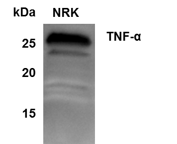 TNF-alpha Antibody NB600-587