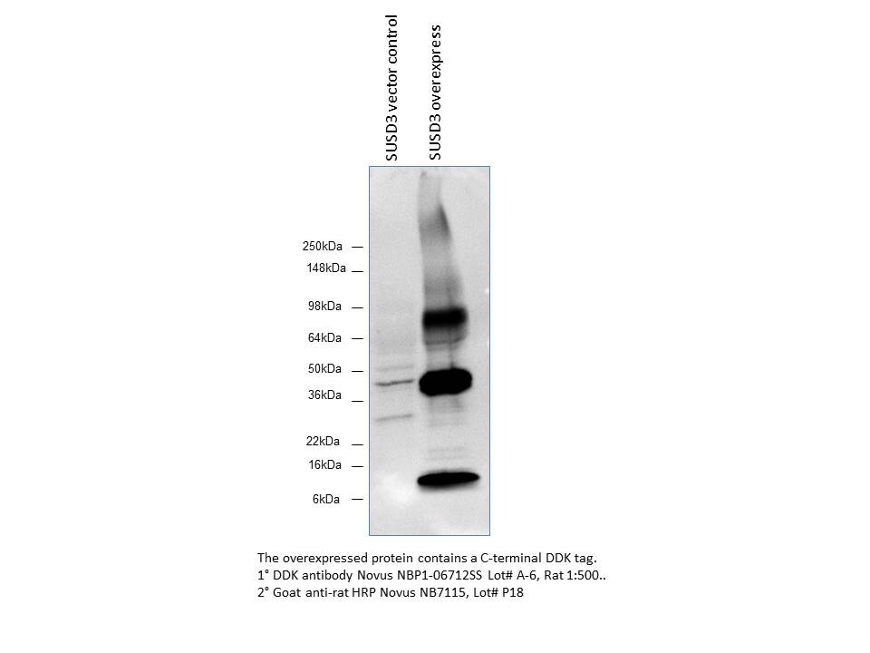 Goat anti-Rat IgG (H+L) Secondary Antibody [HRP] NB7115