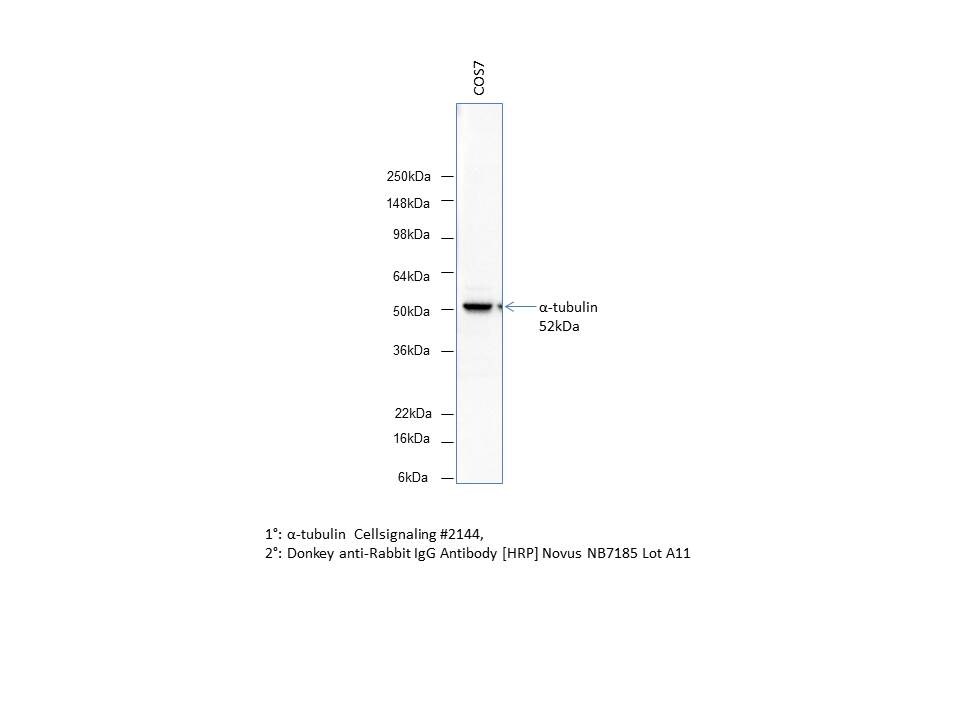 Donkey anti-Rabbit IgG (H+L) Secondary Antibody [HRP] (Pre-adsorbed) NB7185