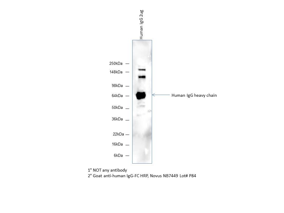 Goat anti-Human IgG Fc Secondary Antibody [HRP] NB7449