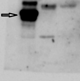 EGLN3/PHD3 Overexpression Lysate NBL1-10156