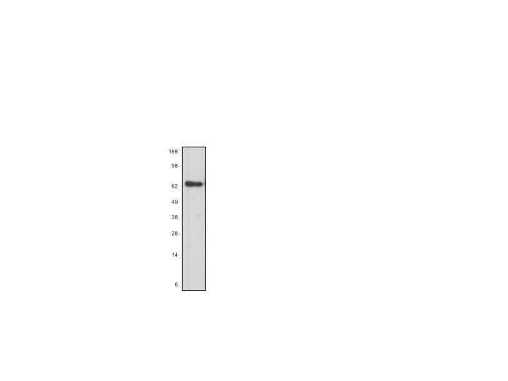 ZRANB1/Trabid Antibody NBP1-01469