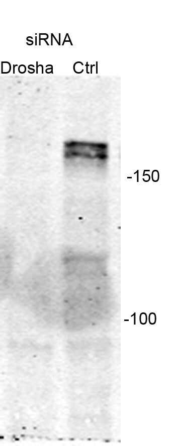 Drosha Antibody NBP1-03349