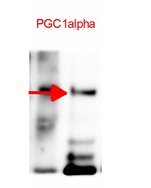 PGC1 alpha Antibody - BSA Free NBP1-04676