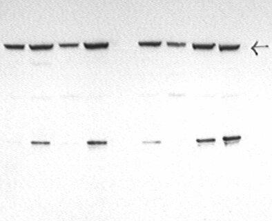 PGC1 alpha Antibody - BSA Free NBP1-04676