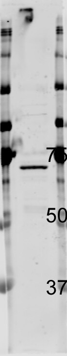 LCAT Antibody - BSA Free NBP1-05950