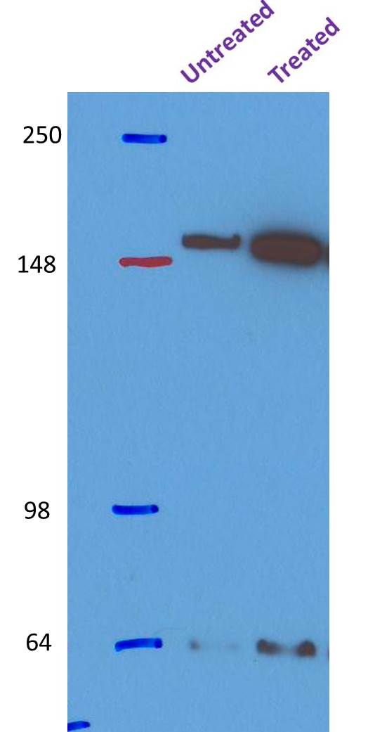IQGAP1 Antibody NBP1-06529