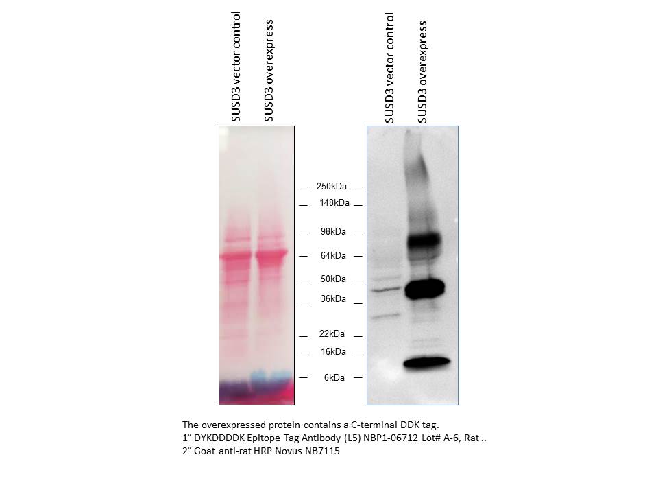 DYKDDDDK Epitope Tag Antibody (L5) - BSA Free NBP1-06712