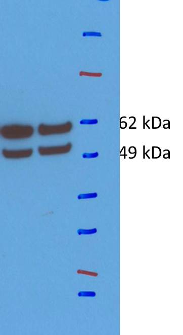 SAM68 Antibody NBP1-19151