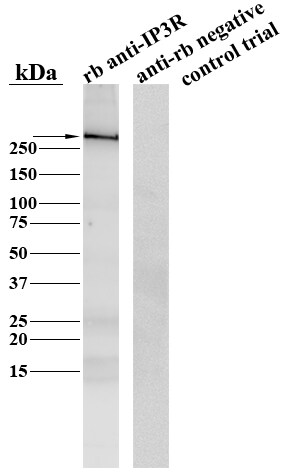 IP3R1 Antibody NBP1-21398