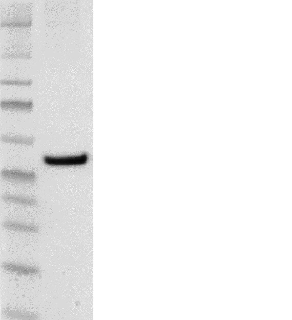 FIH-1/HIF-1AN Antibody (162c) - BSA Free NBP1-30333