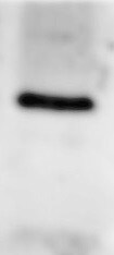 EGLN3/PHD3 Antibody (EG188e/d5) - BSA Free NBP1-30440