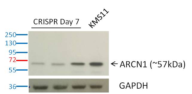 Coatomer Subunit Delta Antibody - BSA Free NBP1-32377