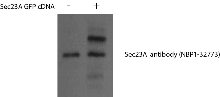 SEC23A Antibody - BSA Free NBP1-32773