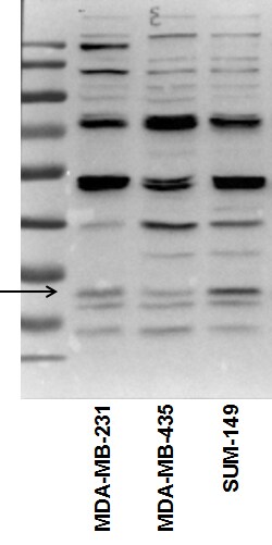 GCLM Antibody - BSA Free NBP1-33405