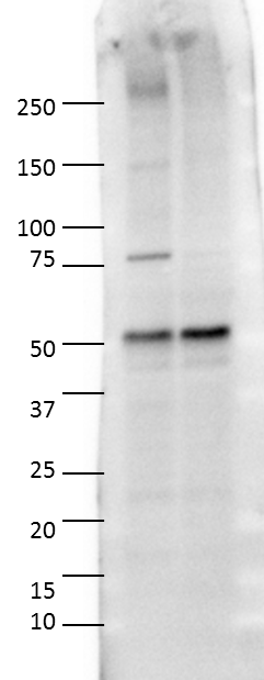 GAP-43 Antibody - BSA Free NBP1-41123