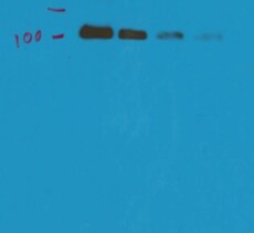 PSMA/FOLH1/NAALADase I Antibody (GCP-04) - BSA Free NBP1-45057