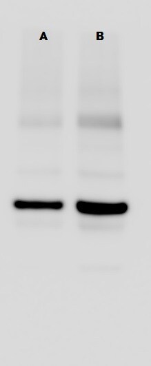 Carbonic Anhydrase IX/CA9 Antibody (2D3) - BSA Free NBP1-51691