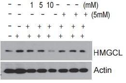 HMGCL Antibody - BSA Free NBP1-58026