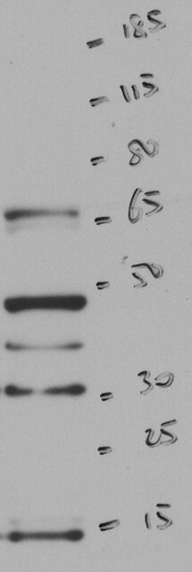 TRAF7 Antibody - BSA Free NBP1-58999