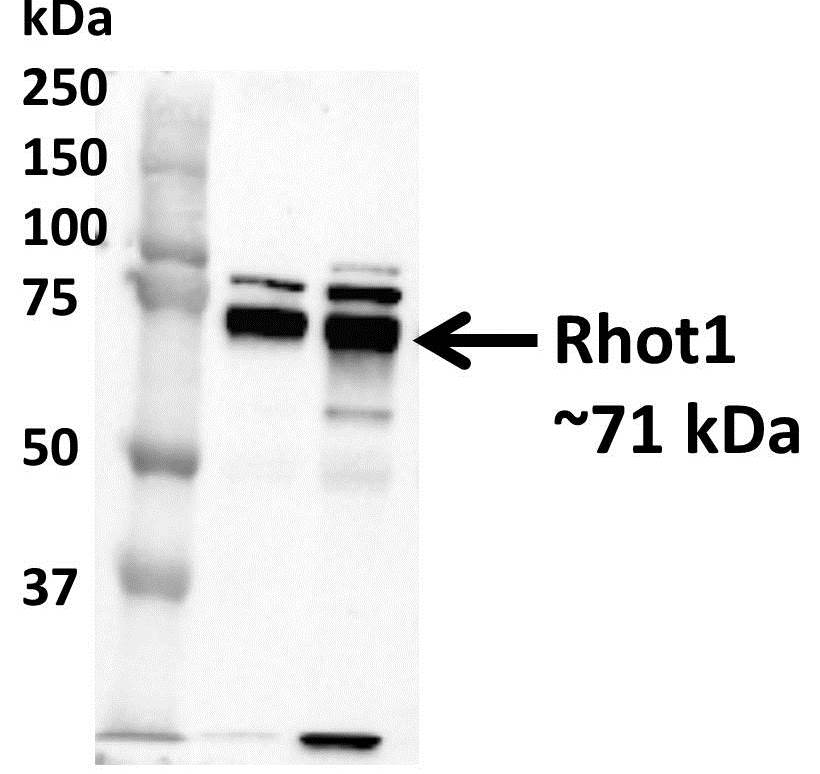 Rhot1 Antibody - BSA Free NBP1-59021