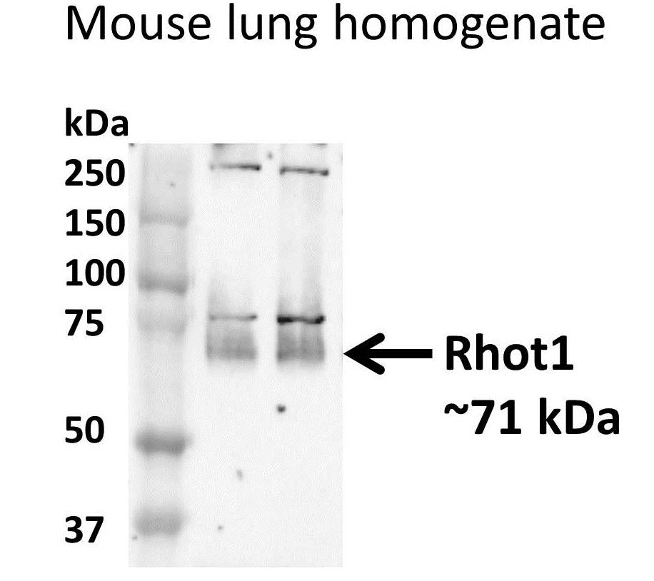 Rhot1 Antibody - BSA Free NBP1-59021