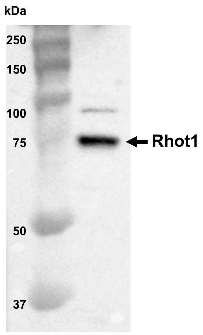 Rhot1 Antibody - BSA Free NBP1-59021