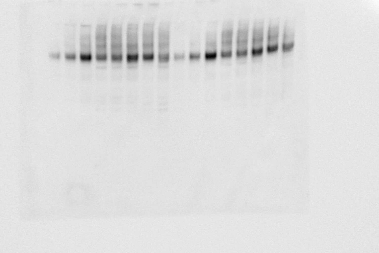 SV2A Antibody - BSA Free NBP1-59666