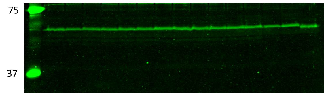 MCT3/SLC16A8 Antibody - BSA Free NBP1-59885