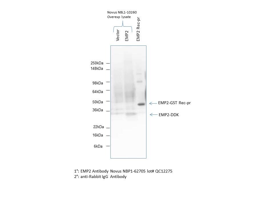 EMP2 Antibody - BSA Free NBP1-62705