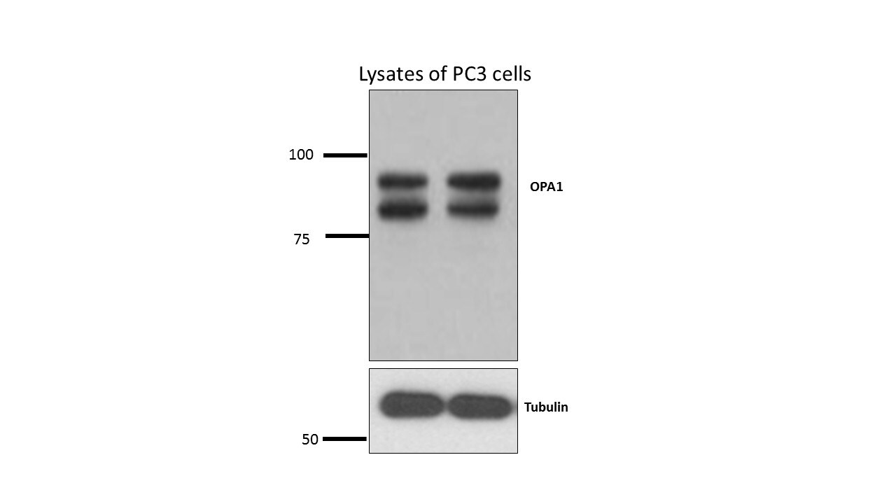 OPA1 Antibody (1E8-1D9) - BSA Free NBP1-71656