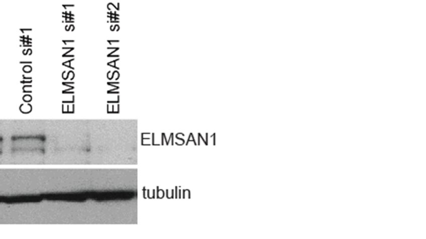 ELMSAN1 Antibody - BSA Free NBP1-71912
