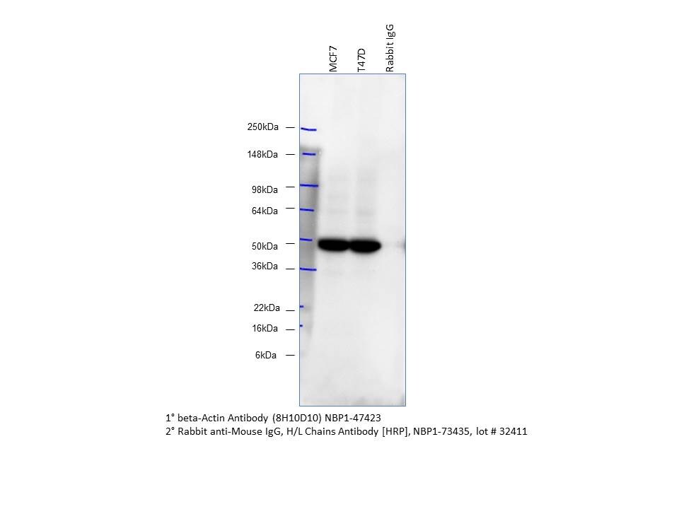 Rabbit anti-Mouse IgG (H+L) Secondary Antibody [HRP] (Pre-adsorbed) NBP1-73435
