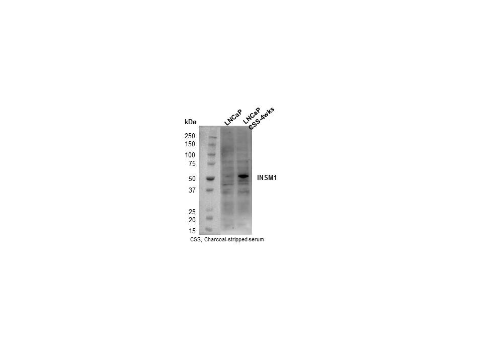 INSM1 Antibody - BSA Free NBP1-76307
