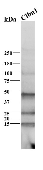 Cerebellin-1/Precerebellin Antibody - BSA Free NBP1-77238